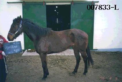 ��׳����̵��̷� ����