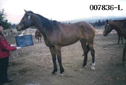 ��ŸŰ ����