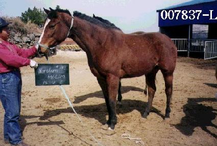 ������ ����