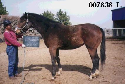 ��Ű�ζ�� ����