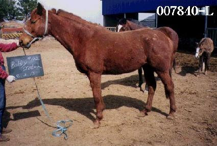 ���鸮������Ƽ�� ����