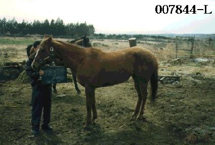 ���̾���ƪ ����