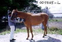 Ȳ�ݻ�� (HWANG GEUM SANYANG) ����