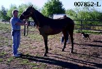 �鸸�뱺 (BAEKMAN DAEGOON) ����