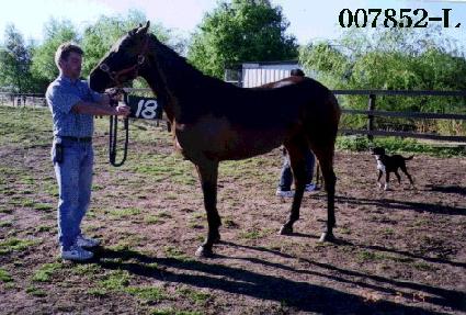 �鸸�뱺 ����