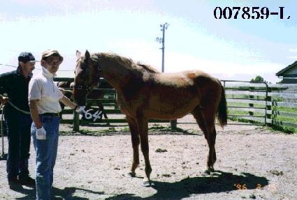 ������ ����