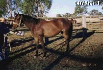 õ�� (CHEONBI) ����