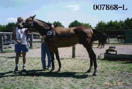 ���� ����