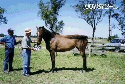 ������ ����