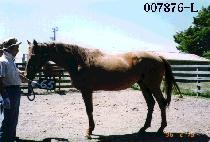 ���ڽ� (STEALTH) ����