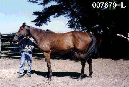 ���ι� ����