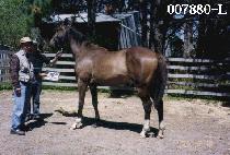 �������Ķ� (PPALGAN MUFFLER) ����