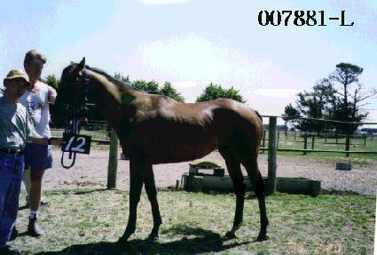 Ȳ�ݹڽ� ����