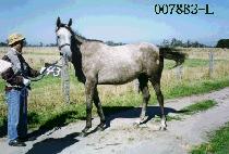 �ʿ��Ǻ� (CHOWONEUI BIT) ����