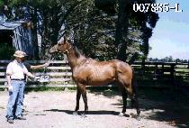 Ʈ��Ʈ (TROT) ����