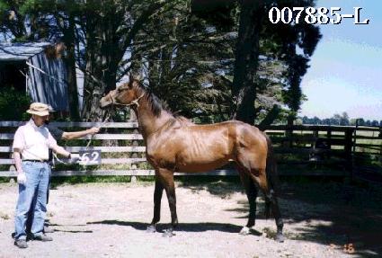 Ʈ��Ʈ ����