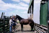 ����� (SAMGONGA) ����