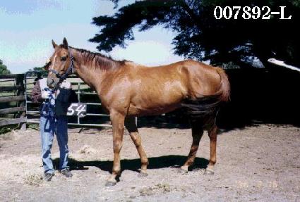 �ö������� ����