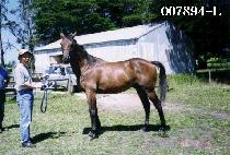 ����� (GOKSAPO) ����