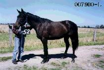 ���ڸ� (APJARI) ����