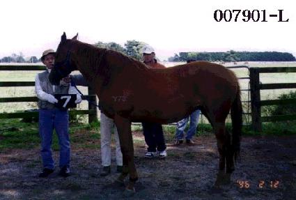 �극�̺����� ����