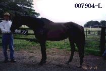 ������Ʈ���� (ORIENT DANCE) ����