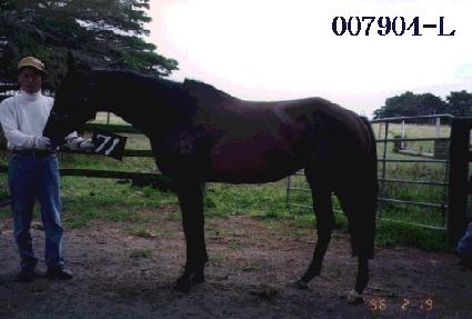 ������Ʈ���� ����