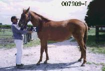 ĥ���� (CHILSEONGOL) ����