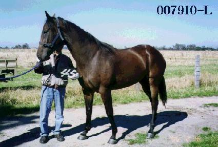 ���پ� ����