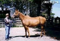 �ָ���Ʈ (SOLIST) ����