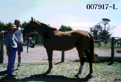 ������ ����