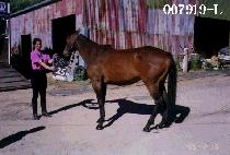 ������ (DOKKAEBI) ����