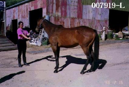 ������ ����