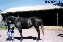 �ȵ��� (ANDES) ����