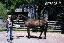 ������ (BORIBAT) ����