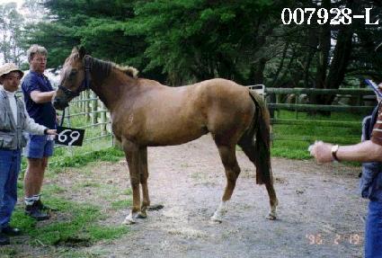 ��â ����