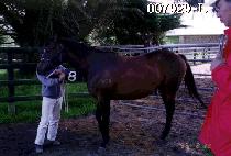 ���� (JANE) ����