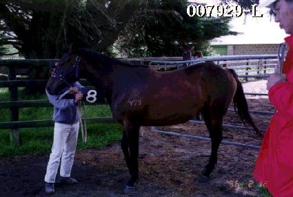 ���� ����