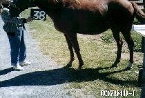 �ʼӷ� (CHOSOKRYEOK) ����