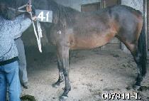 ������ (BLACK SUN) ����