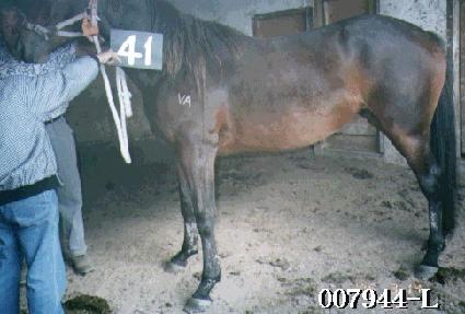 ������ ����