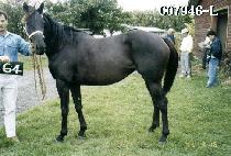 �������� (MOJEL HAPJI) ����