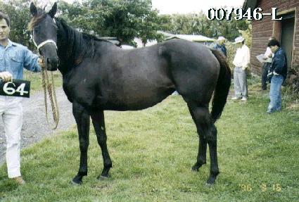 �������� ����