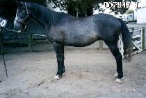 ��θӸ� (WUDUMEORI) ����