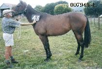 �Ϸ��콺Ÿ (ELEVEN STAR) ����