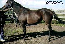 ���ط� (RUN AND RUN) ����