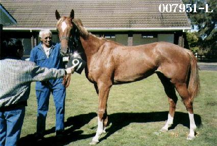 ������ ����