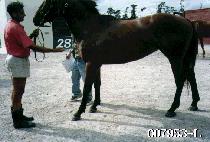 ���伺�� (JEOKTOSEONGSAN) ����