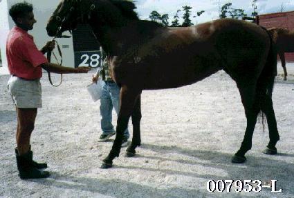 ���伺�� ����