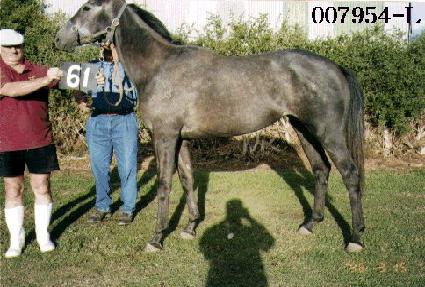 �ǹ����� ����